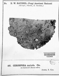 Cercospora moricola image